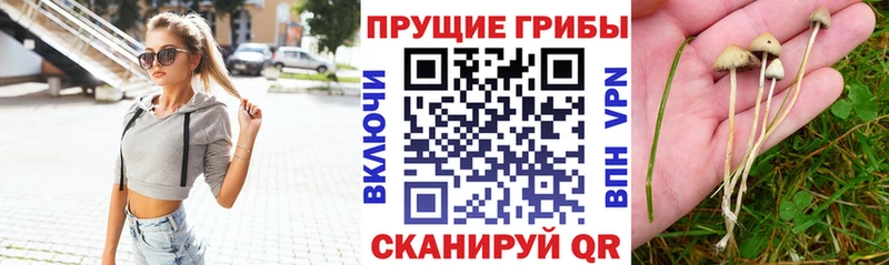 кракен как войти  Гвардейск  Галлюциногенные грибы прущие грибы 